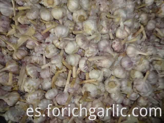 Normal White Garlic Price